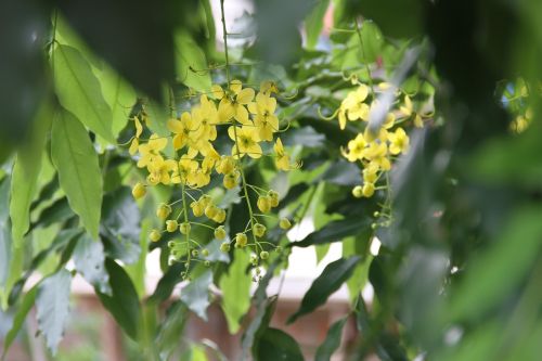 natural beauty flowers