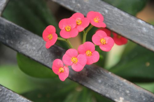 natural beauty flowers