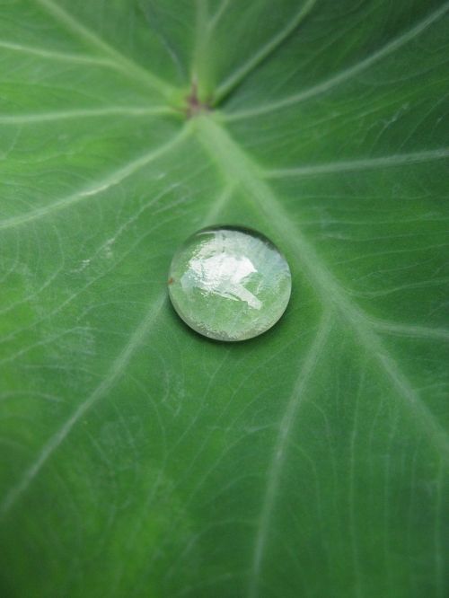 natural leaf water