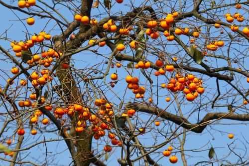 natural fruit trees persimmon