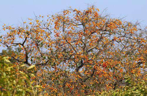 natural fruit trees persimmon