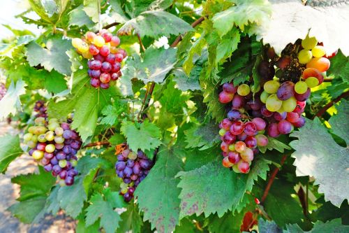 natural fruit grape