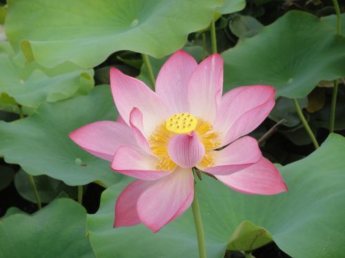 natural lotus leaf petal
