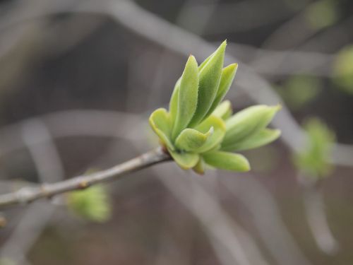 natural green new shoots