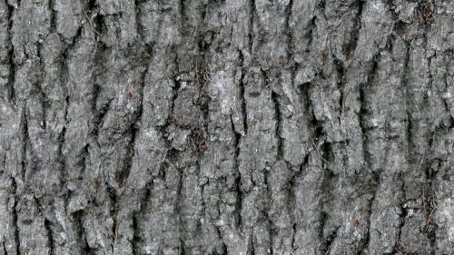 Natural Bark Seamless Background