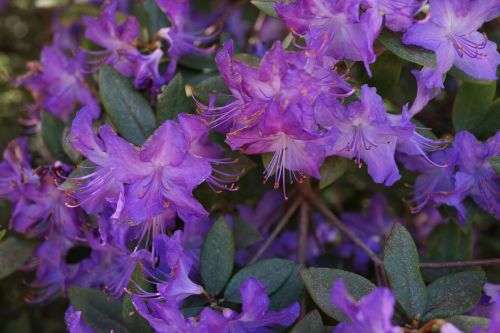 natural bouquet native flowers south australia