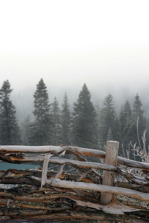 natural fence pine trees nature