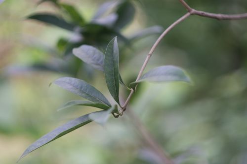 natural landscape plant leaves of osmanthus fragrans