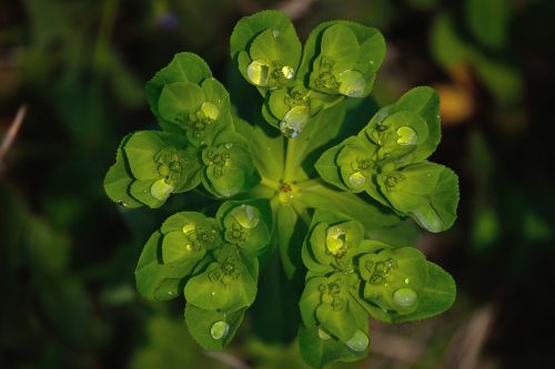 natural waterdrops watrdrops on herb waterdrops on green herbs