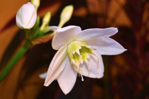 naturaleza  flor  blanca