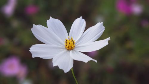 nature white flowers
