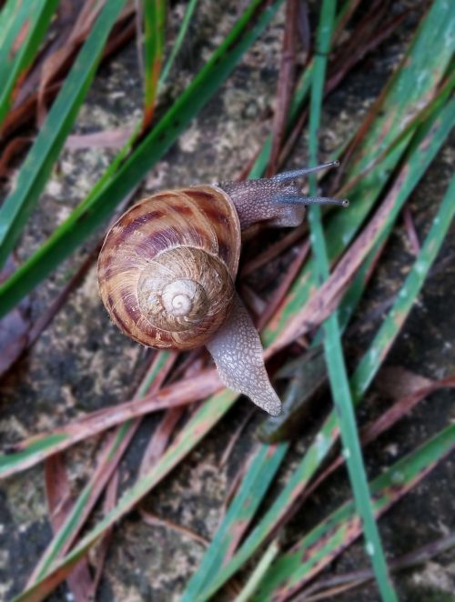 nature snails environmental