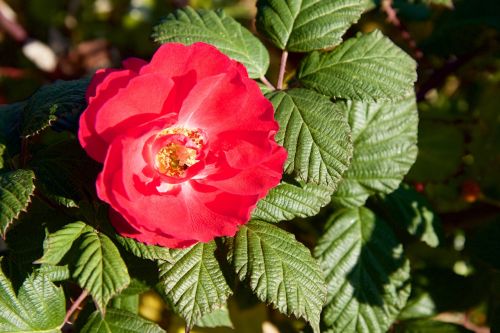 nature flower rose