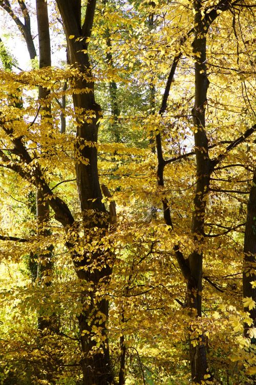 nature forest trees