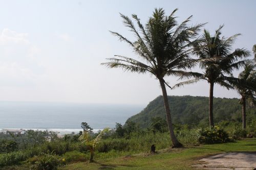 nature palm tree landscape