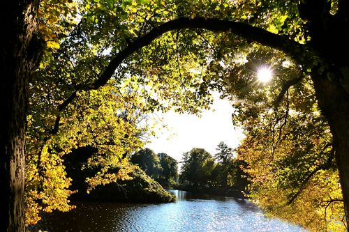 nature autumn trees