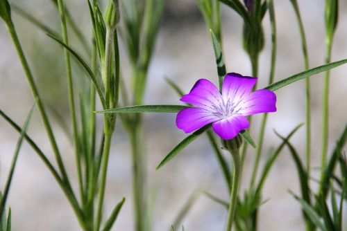 blossom bloom purple