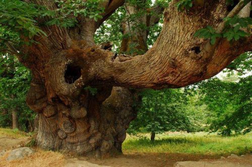 nature tree millennium