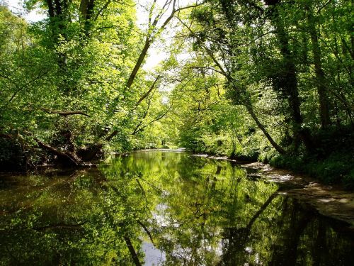 nature river trees