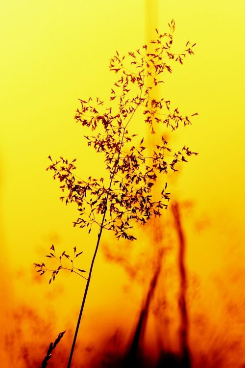 nature silhouette plant