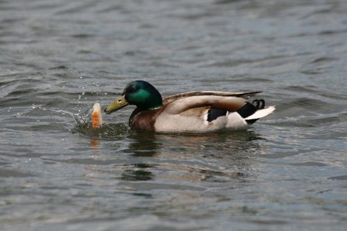 nature duck water