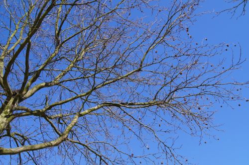 nature plane tree