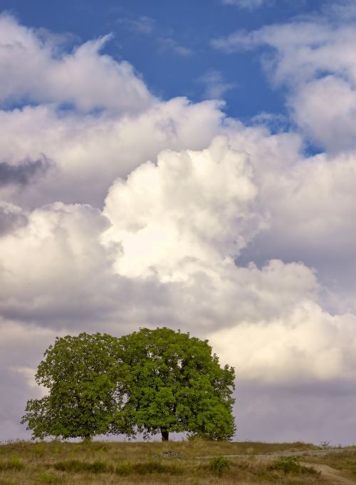 nature tree clouds