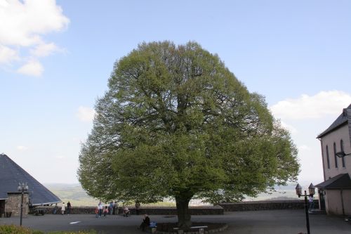 nature landscape old tree