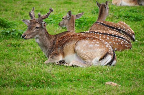 nature deer wild