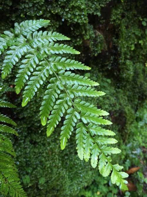 nature green leaf