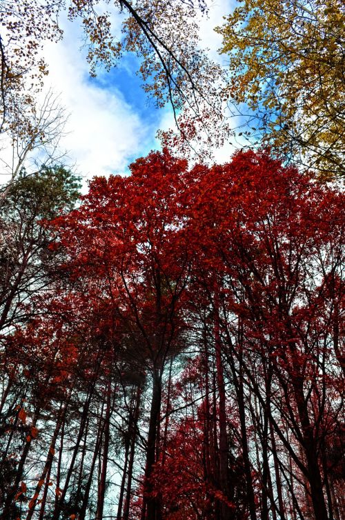 nature forest tree