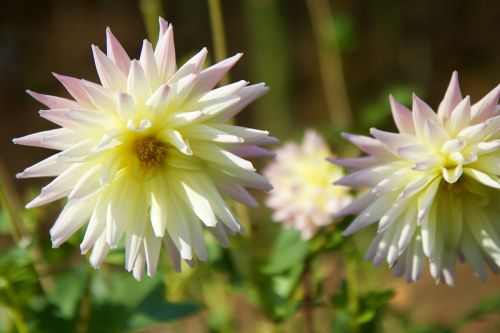 nature plant flower