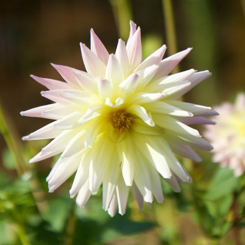 nature plant flower