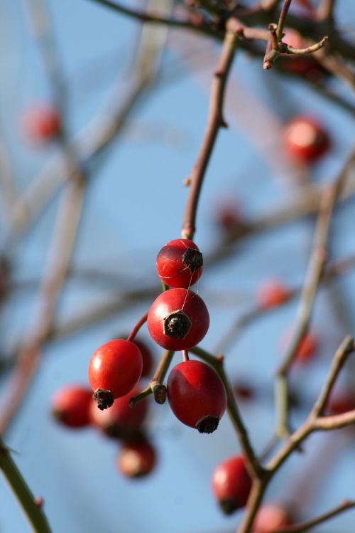 nature health rosehips