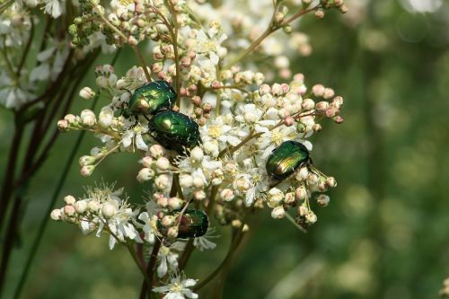 nature bush plant