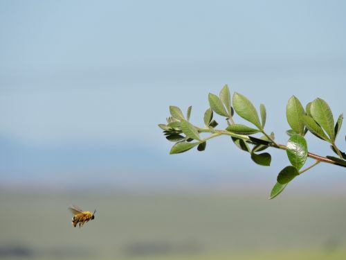 bee nature plant