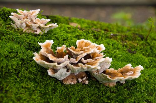 nature agaric mushroom