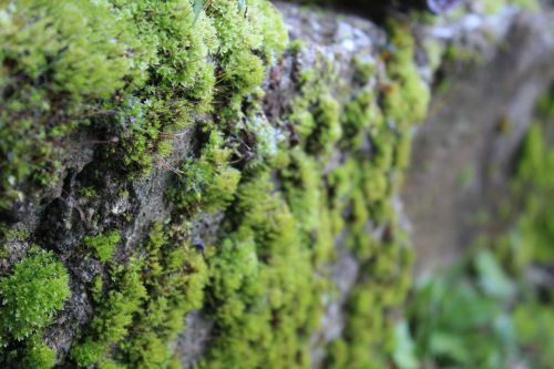 nature grass foam