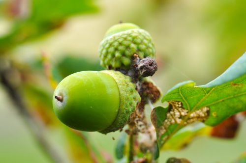nature acorn green