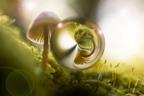 nature mushroom light