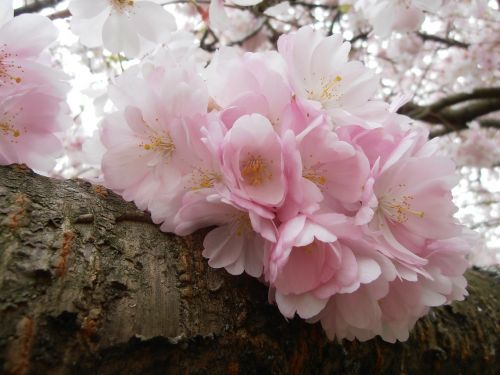 nature cherry blossom