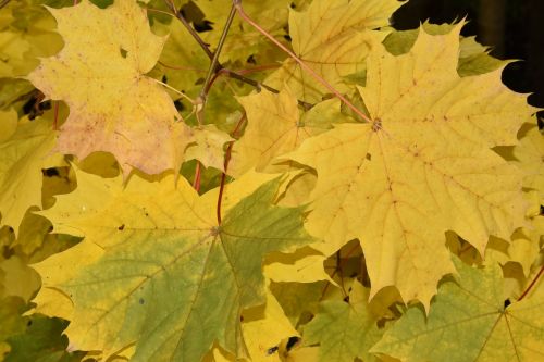 nature autumn maple leaves