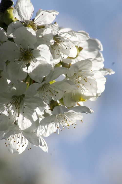 nature flower blossom