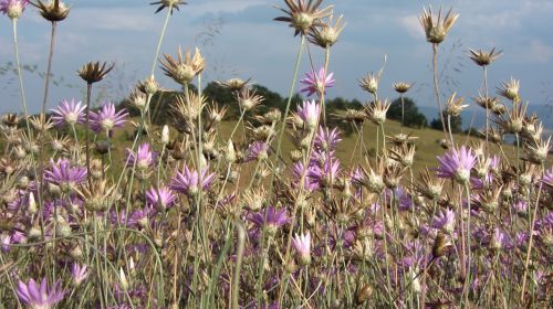 summer nature flowers