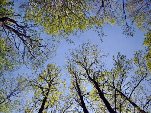 nature trees sky