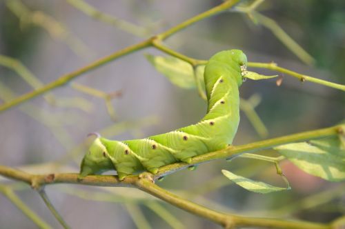 nature caterpillar guyana