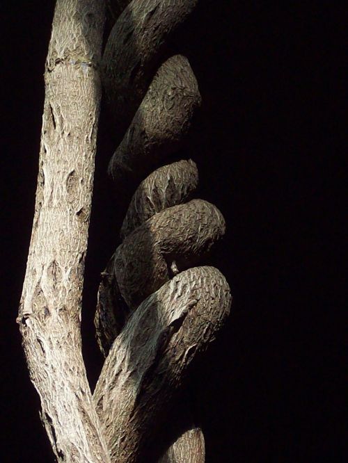 nature tree branch