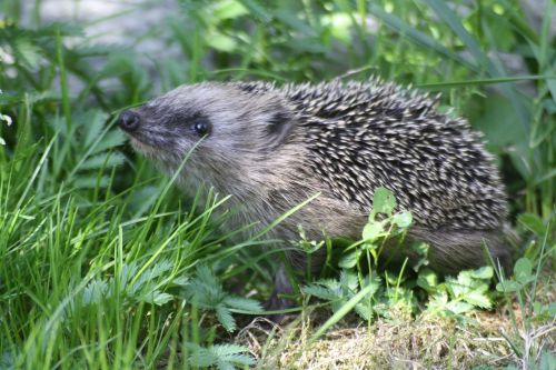 nature hedgehog animal