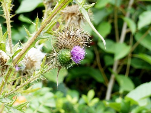 thistle blossom bloom