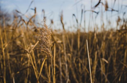 reed nature landscape